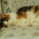 Gracie
