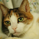 Gracie