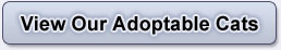 View Our Adoptable Cats